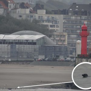 phoque Nausicaa sciences participatives mammifère marin Boulogne sur Mer