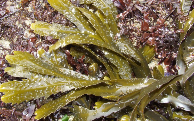 algues et bigorneaux Nausicaa sciences participatives